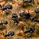 Illustration for article titled Why size doesn’t matter: Ants and world domination